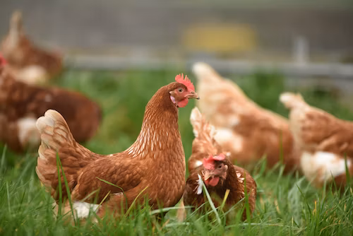 Chicken 1